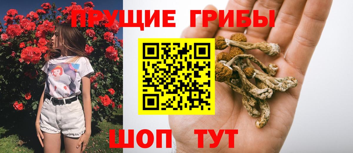 Бийск  Псилоцибиновые грибы Psilocybine cubensis  Вход с VPN 